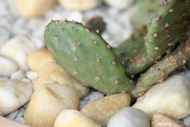 Opuntia